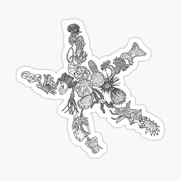 Ambulacraria - Echinodermata - Starfish - Evolution Sticker