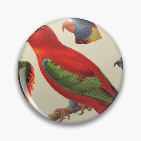 Item preview, Tropical Parrot Scientific Illustration - Zoological Print designed and sold by InnerCitadel.
