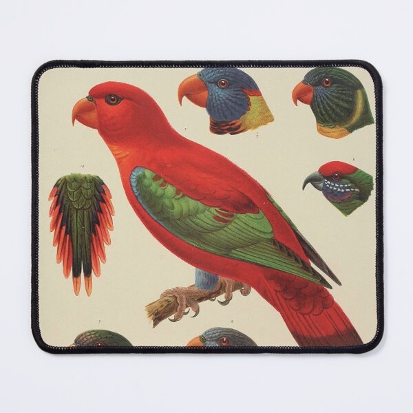 Item preview, Tropical Parrot Scientific Illustration - Zoological Print designed and sold by InnerCitadel.