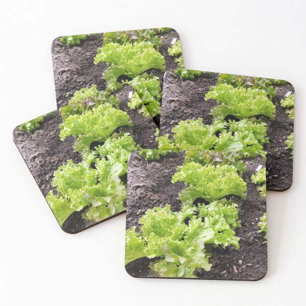 Item preview, lettuce designed and sold by Gourmetkater.