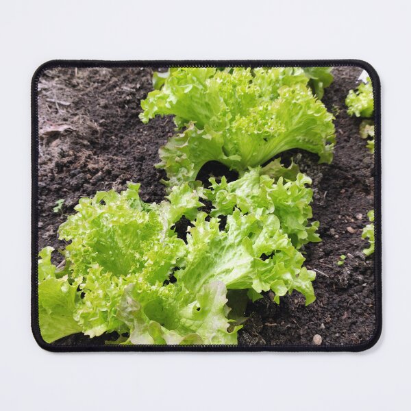 Item preview, lettuce designed and sold by Gourmetkater.