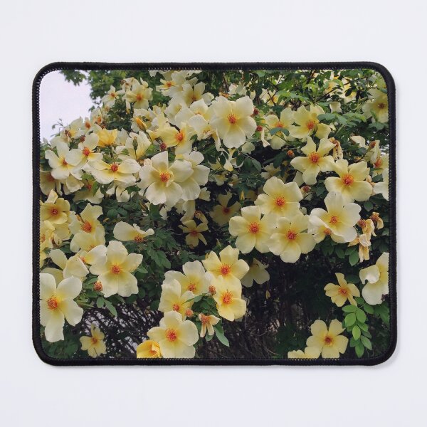 Item preview, rose splendor designed and sold by Gourmetkater.