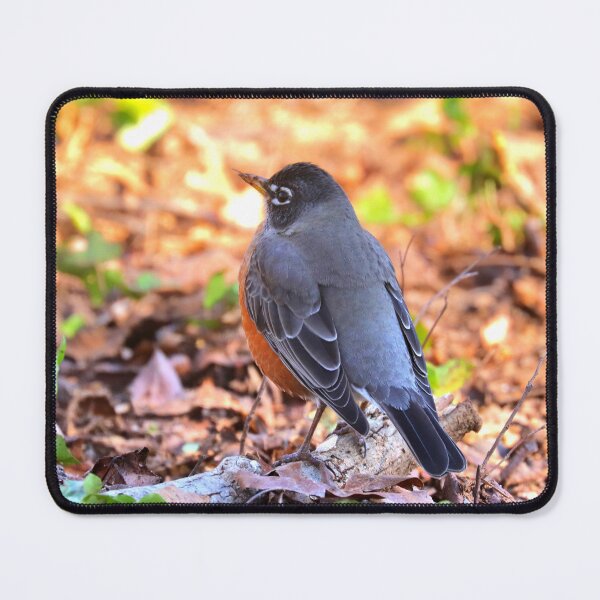 Item preview, Robin designed and sold by Parks and X.