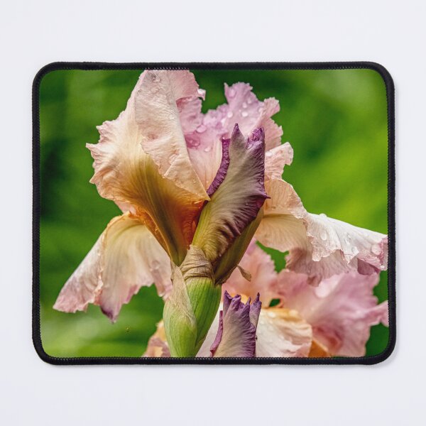 Item preview, Persian Berry Iris designed and sold by Michael Cummings.