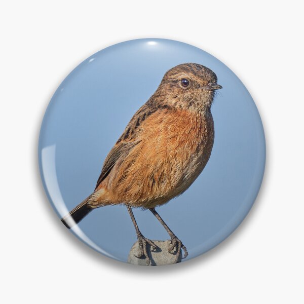 Item preview, The Black Redstart designed and sold by Tom McPherson Photography.