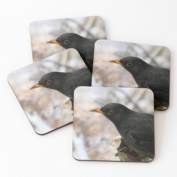 Item preview, Profile photo. Common blackbird designed and sold by Jouko Lehto Photography.
