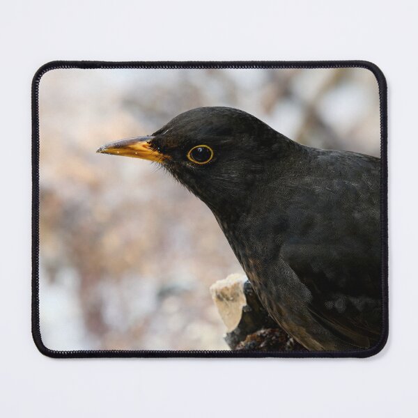 Item preview, Profile photo. Common blackbird designed and sold by Jouko Lehto Photography.