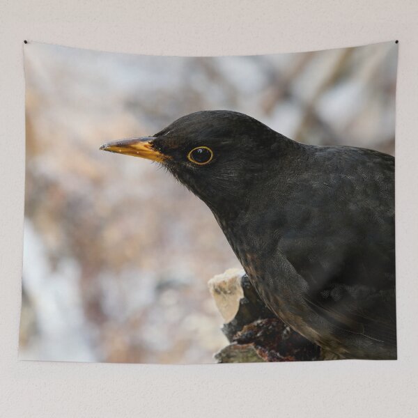 Item preview, Profile photo. Common blackbird designed and sold by Jouko Lehto Photography.