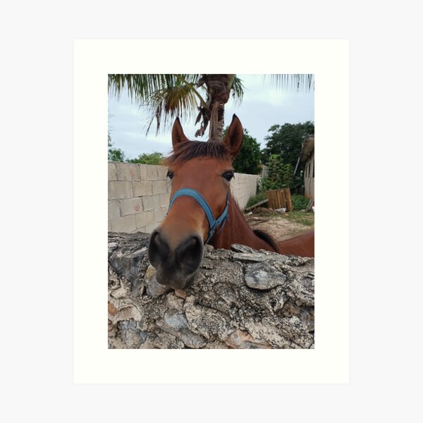 Item preview, Friendly, Beautiful, Brown Bay Horse in designed and sold by AmazonHermit.