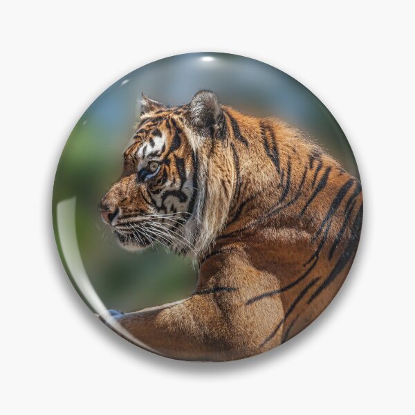 Item preview, Majestic Sumatran Tiger designed and sold by David Patterson.