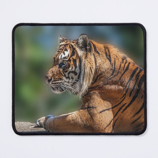 Item preview, Majestic Sumatran Tiger designed and sold by David Patterson.