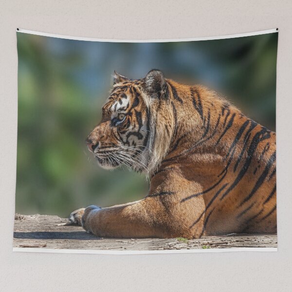 Item preview, Majestic Sumatran Tiger designed and sold by David Patterson.