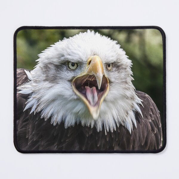 Item preview, Close-Up of a Bald Eagle with Open Beak designed and sold by David Patterson.