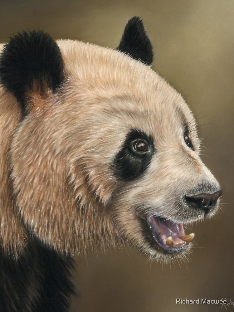 Giant Panda by richardmacwee