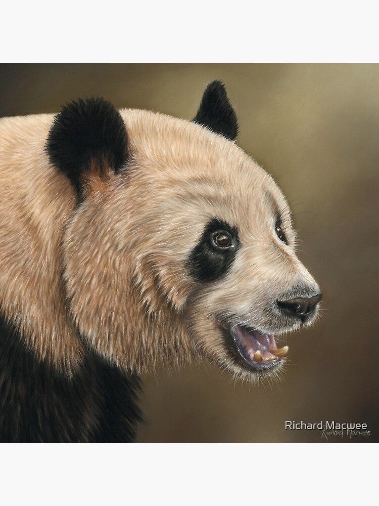 Giant Panda by richardmacwee