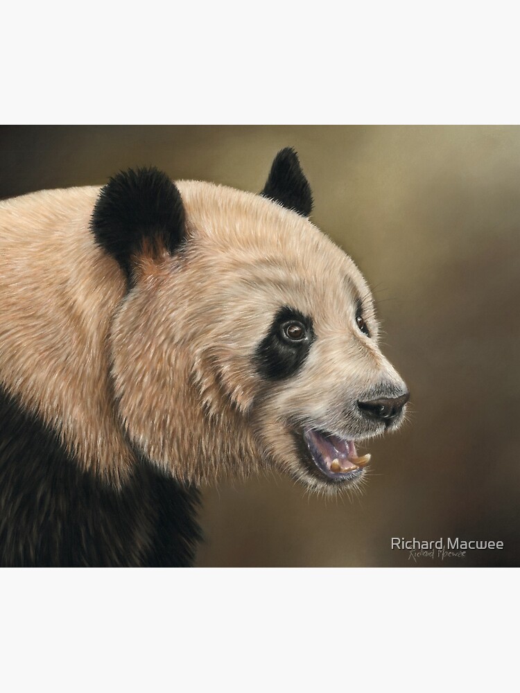 Giant Panda by richardmacwee