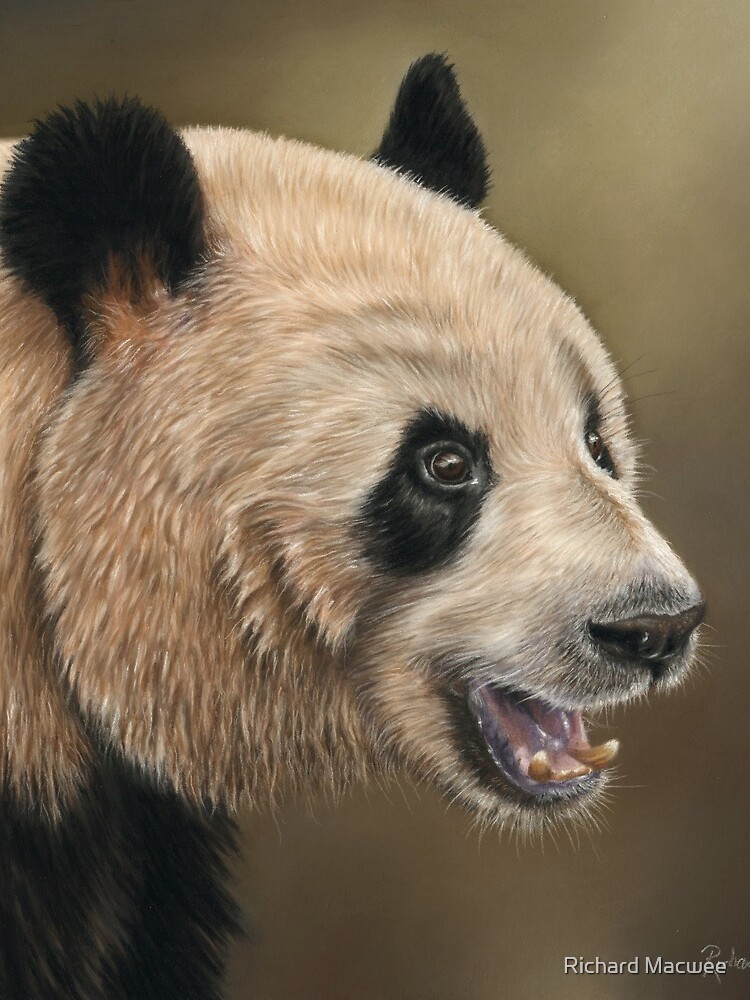 Giant Panda by richardmacwee