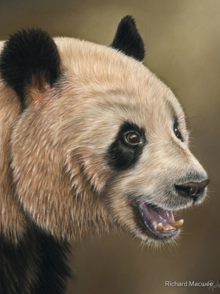Giant Panda by richardmacwee