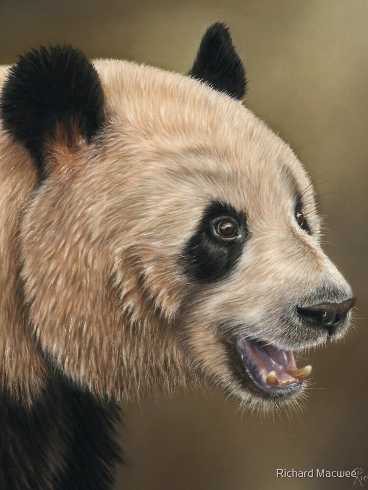 Giant Panda by richardmacwee