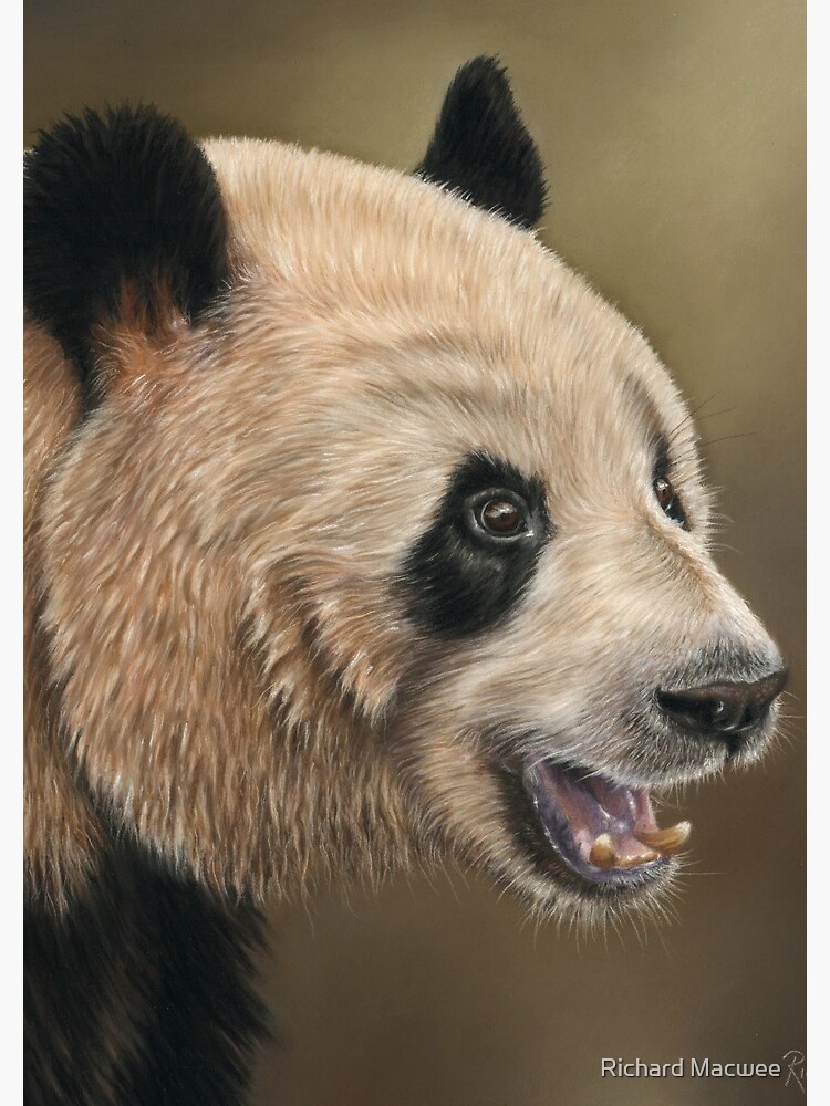 Giant Panda by richardmacwee
