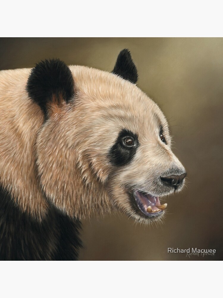 Giant Panda by richardmacwee