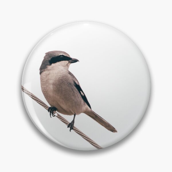 Item preview, Loggerhead Shrike Butcher Bird (A) designed and sold by BydandBay.