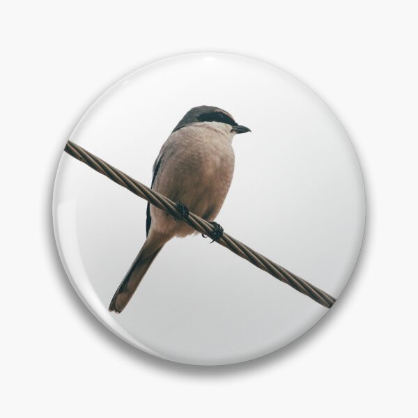 Item preview, Loggerhead Shrike Butcher Bird (B) designed and sold by BydandBay.