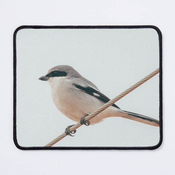 Item preview, Loggerhead Shrike aka Butcher Bird designed and sold by BydandBay.