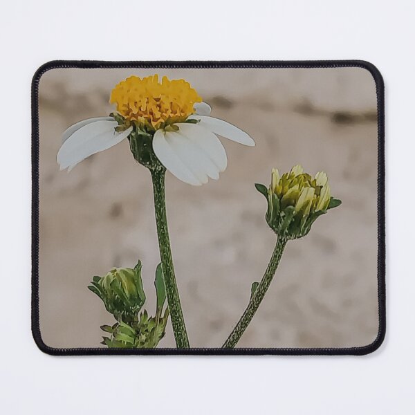 Item preview, A Wild Black Jack Flower Photo designed and sold by MsArtyCrafts.