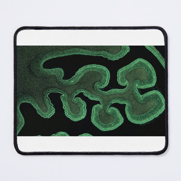 Item preview, Nasal Turbinate designed and sold by Love Histology.