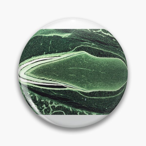 Item preview, Developing tooth designed and sold by Love Histology.
