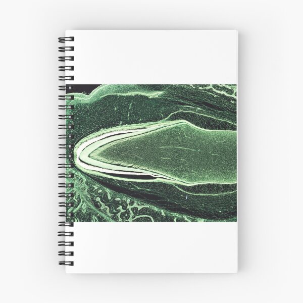 Item preview, Developing tooth designed and sold by Love Histology.