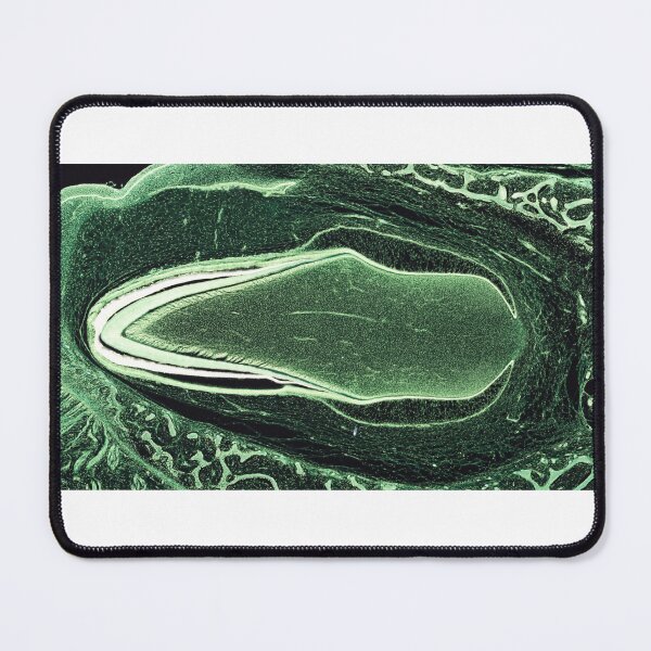 Item preview, Developing tooth designed and sold by Love Histology.