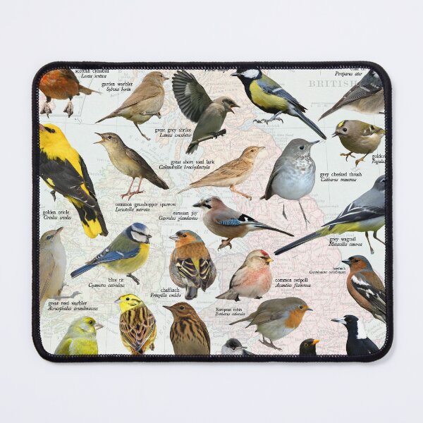 Item preview, songbirds of the United kingdom scientific map diagram designed and sold by wesleykshaver.
