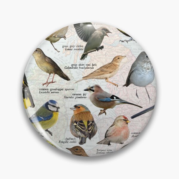 Item preview, songbirds of the United kingdom scientific map diagram  designed and sold by wesleykshaver.