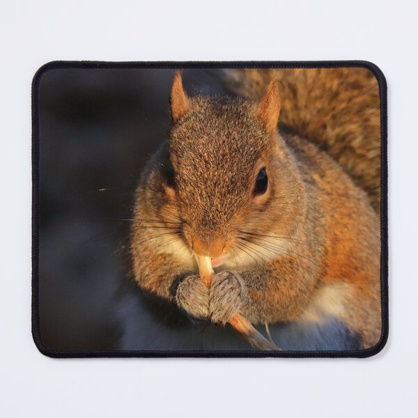 Item preview, Squirrel  designed and sold by Parks and X.
