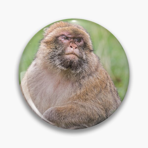 Item preview, Barbary Macaque in Natural Habitat designed and sold by David Patterson.