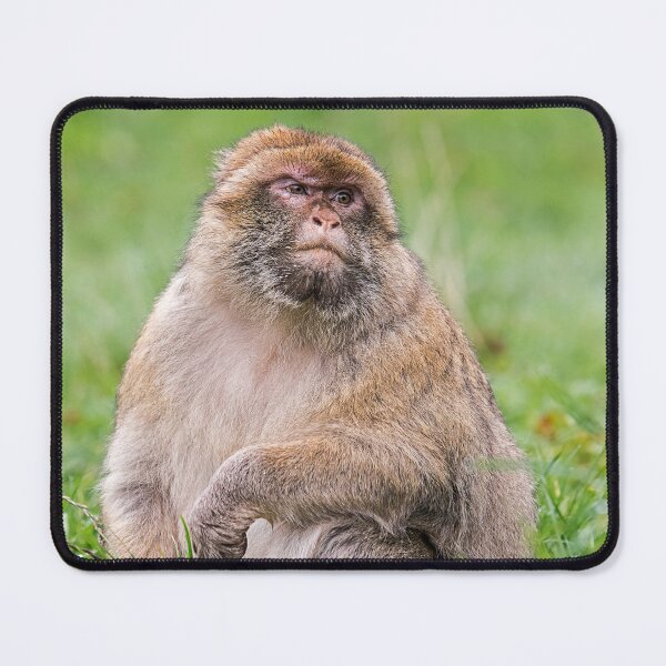 Item preview, Barbary Macaque in Natural Habitat designed and sold by David Patterson.