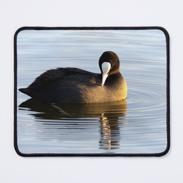 Item preview, Coot designed and sold by Margriet Photography .
