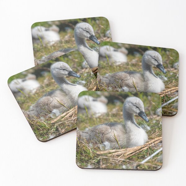 Item preview, Young Swan Cygnet Resting in Natural Habitat designed and sold by David Patterson.