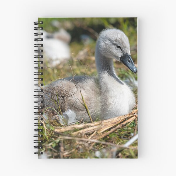 Item preview, Young Swan Cygnet Resting in Natural Habitat designed and sold by David Patterson.