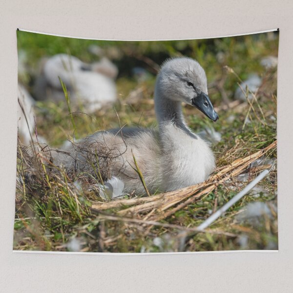 Item preview, Young Swan Cygnet Resting in Natural Habitat designed and sold by David Patterson.