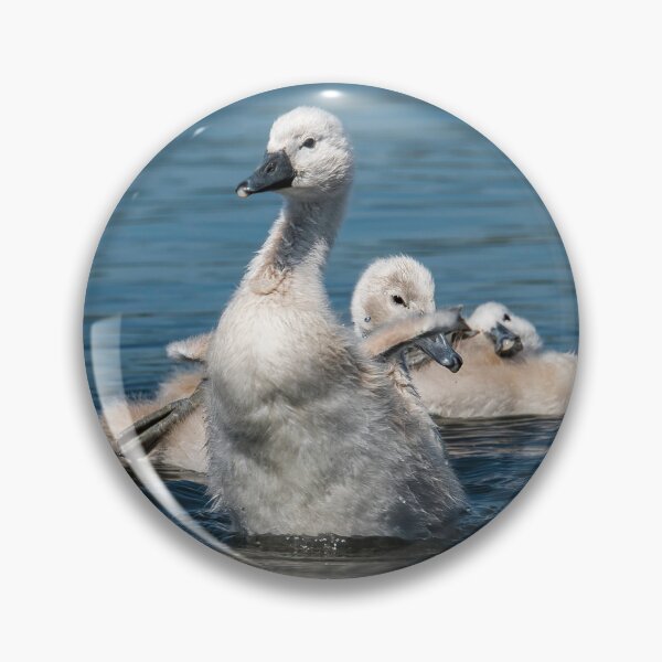 Artikelvorschau, Junge Cygnets schwimmen in einem See entworfen und verkauft von David Patterson.