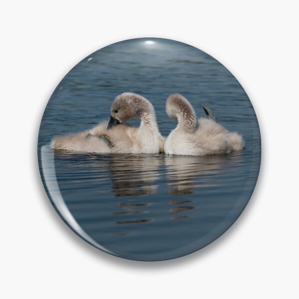 Artikelvorschau, Drei junge Cygnets schwimmen in einem ruhigen See entworfen und verkauft von David Patterson.