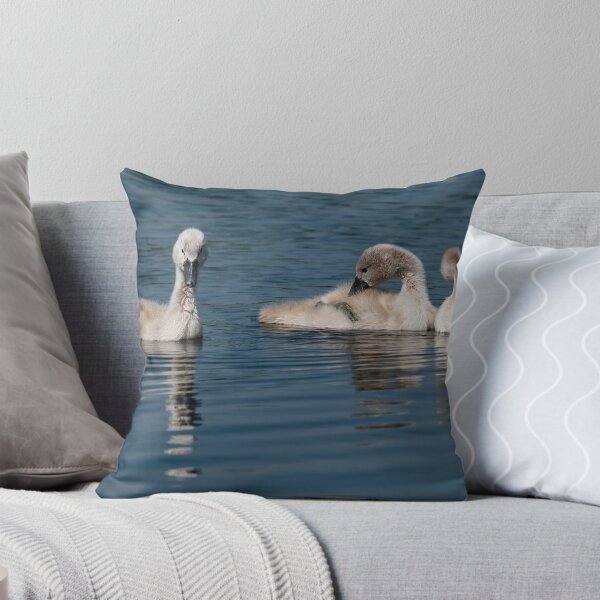 Item preview, Three Young Cygnets Swimming in a Serene Lake designed and sold by David Patterson.