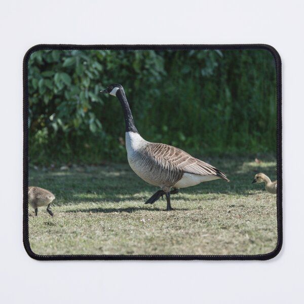 Item preview, Out For a Walk, Canada Goose with Goslings designed and sold by David Patterson.