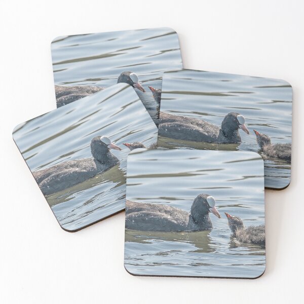 Item preview, Eurasian Coot and Chick on Water designed and sold by David Patterson.