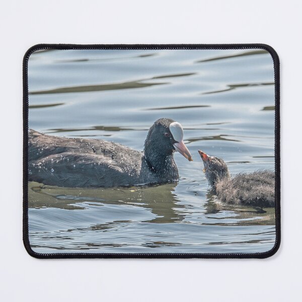 Item preview, Eurasian Coot and Chick on Water designed and sold by David Patterson.