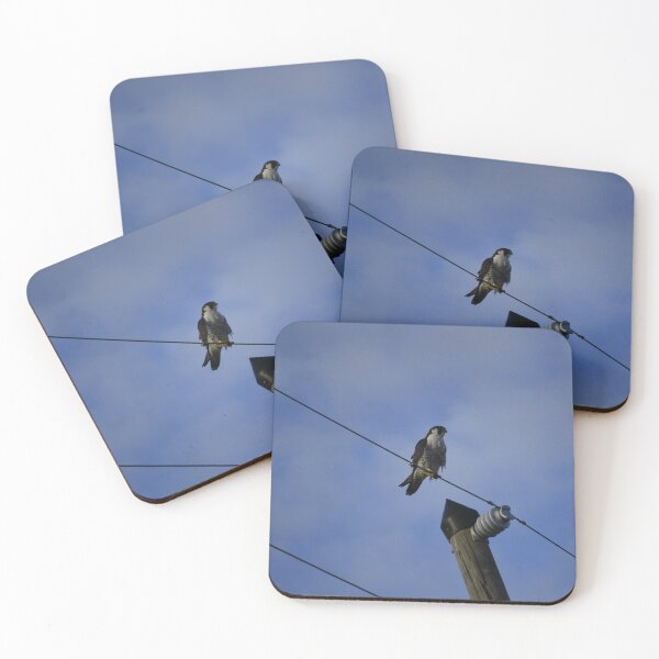 Item preview, Apopka Wildlife Drive Peregrine Falcon  designed and sold by MercerImages.
