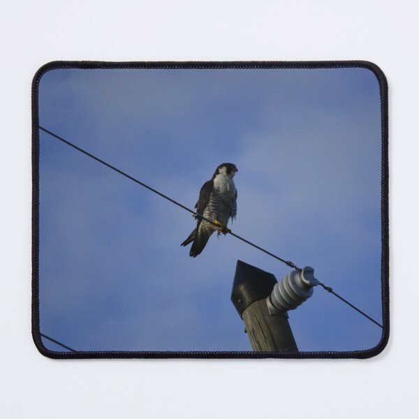 Item preview, Apopka Wildlife Drive Peregrine Falcon  designed and sold by MercerImages.